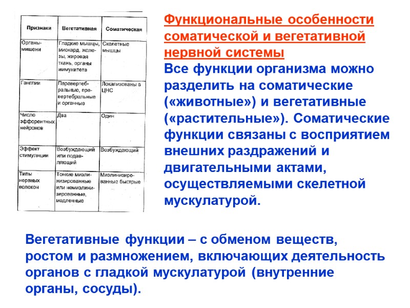 Функциональные особенности соматической и вегетативной нервной системы Все функции организма можно разделить на соматические Функциональные особенности соматической и вегетативной нервной системы Все функции организма можно разделить на соматические